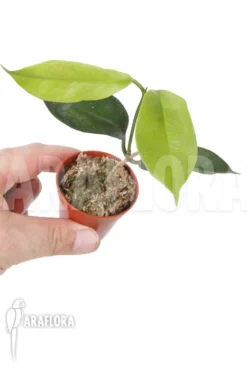 Hoya Tannaensis -Green Haven Sales Store Hoya tannaensis 6