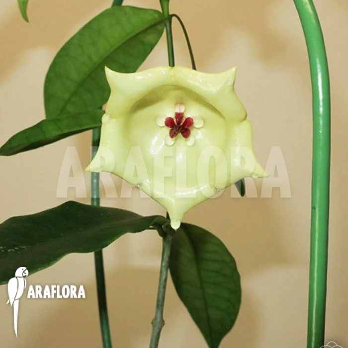 Hoya Wallichii 3 Hoya Wallichii - Image 3