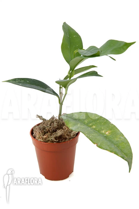 Hoya Wallichii 2 Hoya Wallichii - Image 2