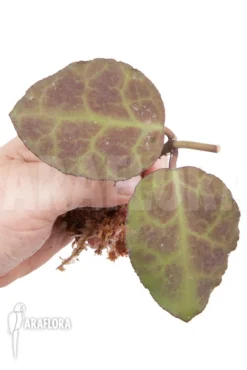 Hoya Waymaniae 'Kipandi' Rooted Cutting