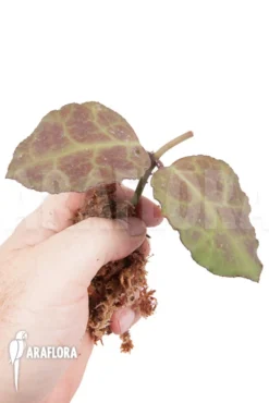 Hoya Waymaniae 'Kipandi' Rooted Cutting -Green Haven Sales Store Hoya waymaniae Kipandi cutting 2