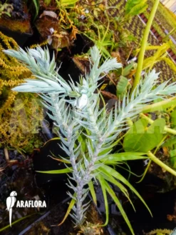 Huperzia (syn: Lycopodium) Goebelii