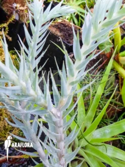 Huperzia (syn: Lycopodium) Goebelii -Green Haven Sales Store Huperzia Lycopodium goebelii 3