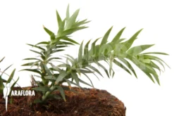 Huperzia (syn: Lycopodium) Goebelii 'S'