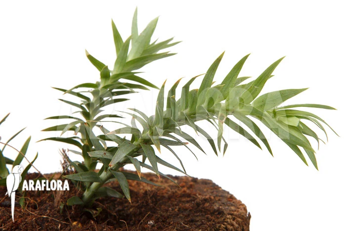 Huperzia (syn: Lycopodium) Goebelii 'S' 1 Huperzia (syn: Lycopodium) Goebelii 'S'