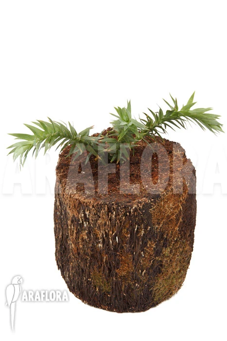 Huperzia (syn: Lycopodium) Goebelii 'S' 2 Huperzia (syn: Lycopodium) Goebelii 'S' - Image 2