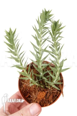 Huperzia (syn: Lycopodium) Goebelii 'S' 6 Huperzia (syn: Lycopodium) Goebelii 'S' -Green Haven Sales Store Huperzia Lycopodium goebelii S 3