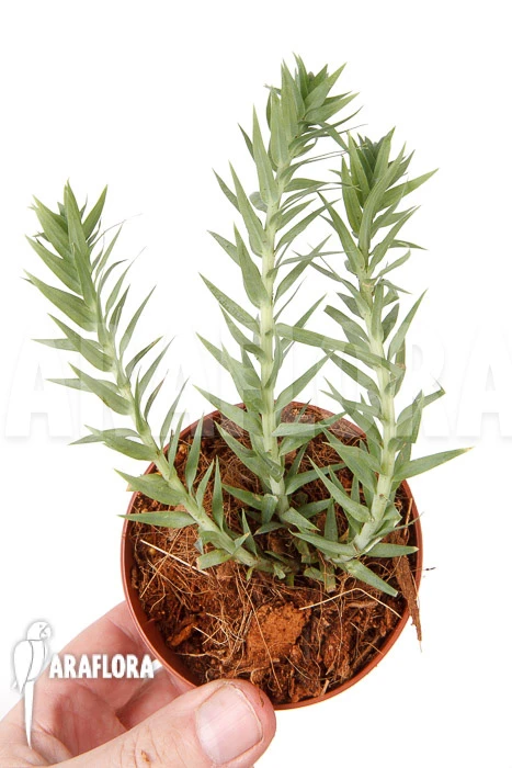 Huperzia (syn: Lycopodium) Goebelii 'S' 3 Huperzia (syn: Lycopodium) Goebelii 'S' - Image 3