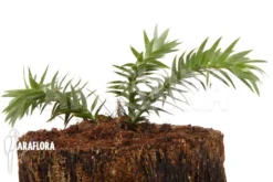 Huperzia (syn: Lycopodium) Goebelii 'S' 7 Huperzia (syn: Lycopodium) Goebelii 'S' -Green Haven Sales Store Huperzia Lycopodium goebelii S 4