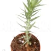 Huperzia (syn: Lycopodium) Goebelii 'Starter'