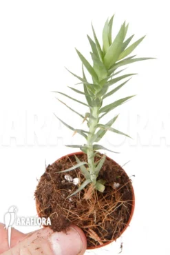 Huperzia (syn: Lycopodium) Goebelii 'Starter'