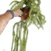 Huperzia (syn: Lycopodium) Goebelii 'XXL'