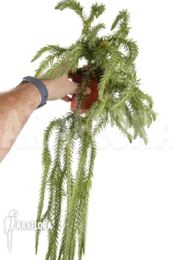 Huperzia (syn: Lycopodium) Goebelii 'XXL'