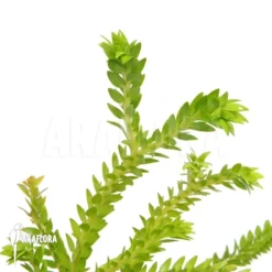 Huperzia (syn: Lycopodium) Phlegmaria