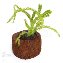 Huperzia (syn: Lycopodium) Phlegmaria -Green Haven Sales Store Huperzia Lycopodium phlegmaria 2