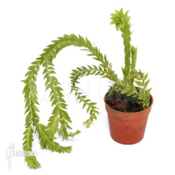 Huperzia (syn: Lycopodium) Phlegmaria -Green Haven Sales Store Huperzia Lycopodium phlegmaria 3