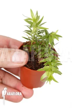 Huperzia (syn: Lycopodium) Phlegmaria 'Starter'