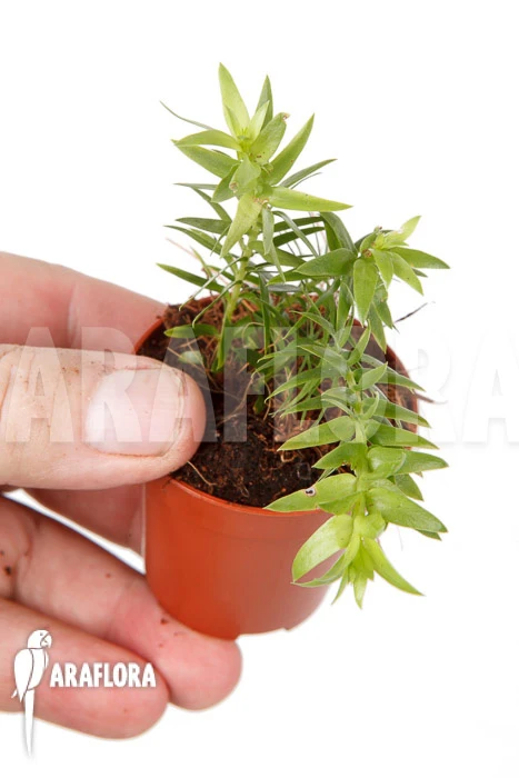 Huperzia (syn: Lycopodium) Phlegmaria 'Starter' 1 Huperzia (syn: Lycopodium) Phlegmaria 'Starter'