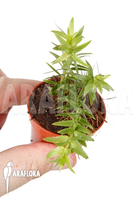 Huperzia (syn: Lycopodium) Phlegmaria 'Starter' 2 Huperzia (syn: Lycopodium) Phlegmaria 'Starter' - Image 2