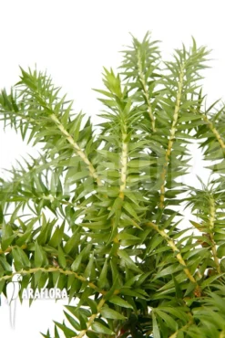 Huperzia (syn: Lycopodium) Phlegmaria 'XL'