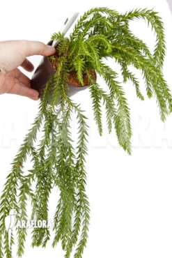 Huperzia (syn: Lycopodium) Phlegmaria 'XL' -Green Haven Sales Store Huperzia Lycopodium phlegmaria XL 5