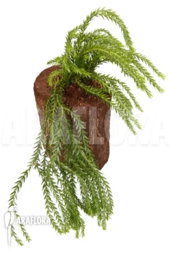 Huperzia (syn: Lycopodium) Phlegmaria 'XL' -Green Haven Sales Store Huperzia Lycopodium phlegmaria XL 6