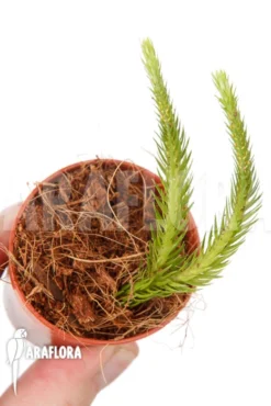 Huperzia (syn: Lycopodium) Pinifolia' 'Starter'