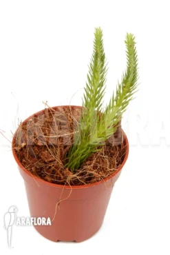 Huperzia (syn: Lycopodium) Pinifolia' 'Starter' -Green Haven Sales Store Huperzia Lycopodium pinifolia Starter 2