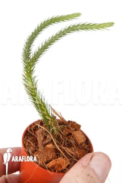 Huperzia (syn: Lycopodium) Pinifolia' 'Starter' -Green Haven Sales Store Huperzia Lycopodium pinifolia Starter 4