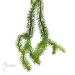 Huperzia (syn: Lycopodium) Squarrosum