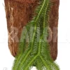 Huperzia (syn: Lycopodium) Squarrosum 'XL'