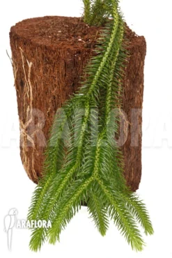 Huperzia (syn: Lycopodium) Squarrosum 'XL'