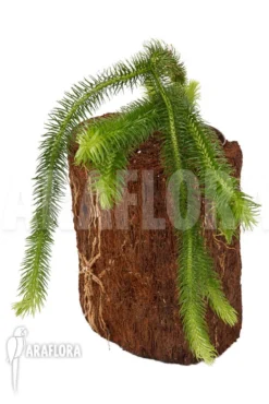 Huperzia (syn: Lycopodium) Squarrosum 'XL' -Green Haven Sales Store Huperzia Lycopodium squarrosum XL 2