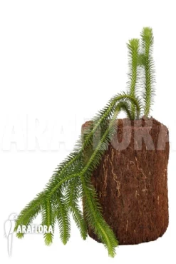 Huperzia (syn: Lycopodium) Squarrosum 'XL' -Green Haven Sales Store Huperzia Lycopodium squarrosum XL 4