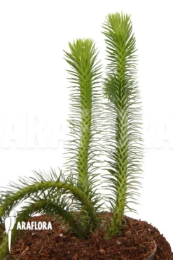 Huperzia (syn: Lycopodium) Squarrosum 'XL' -Green Haven Sales Store Huperzia Lycopodium squarrosum XL 5