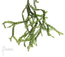 Huperzia Salvinioides 'Lycopodium Spec Borneo'