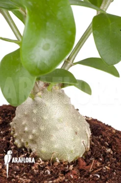 Antplant 'Hydnophytum Cf. Mosleyanum' 'S'