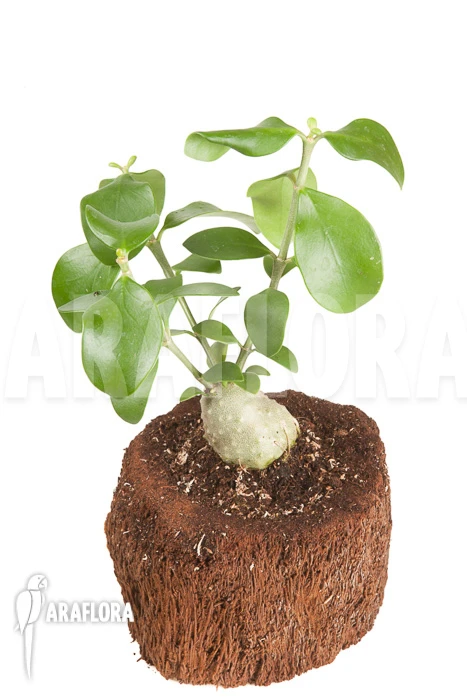 Antplant 'Hydnophytum Cf. Mosleyanum' 'S' 2 Antplant 'Hydnophytum Cf. Mosleyanum' 'S' - Image 2