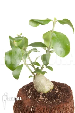 Antplant 'Hydnophytum Cf. Mosleyanum' 'S' 5 Antplant 'Hydnophytum Cf. Mosleyanum' 'S' -Green Haven Sales Store Hydnophytum cf mosleyanum S 3