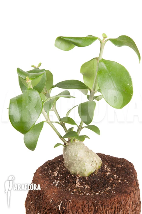 Antplant 'Hydnophytum Cf. Mosleyanum' 'S' 3 Antplant 'Hydnophytum Cf. Mosleyanum' 'S' - Image 3