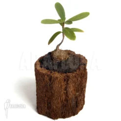 Antplant 'Hydnophytum Formicarum'