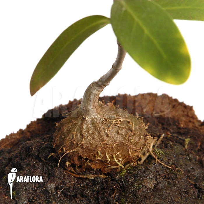 Antplant 'Hydnophytum Formicarum' 3 Antplant 'Hydnophytum Formicarum' - Image 3