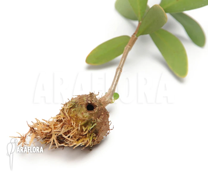 Antplant 'Hydnophytum Formicarum' 2 Antplant 'Hydnophytum Formicarum' - Image 2