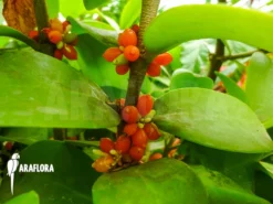 Antplant 'Hydnophytum Formicarum' 9 Antplant 'Hydnophytum Formicarum' -Green Haven Sales Store Hydnophytum formicarum 4