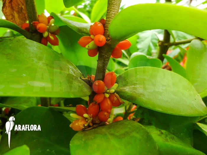 Antplant 'Hydnophytum Formicarum' 5 Antplant 'Hydnophytum Formicarum' - Image 5