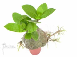 Antplant 'Hydnophytum Formicarum' 'Starter'