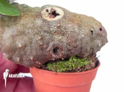 Antplant 'Hydnophytum Formicarum' 'Starter' -Green Haven Sales Store Hydnophytum formicarum Starter 4