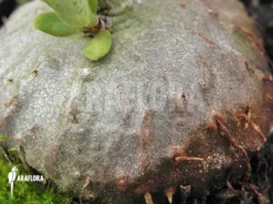 Antplant 'Hydnophytum Mosleyanum' 'Type A'