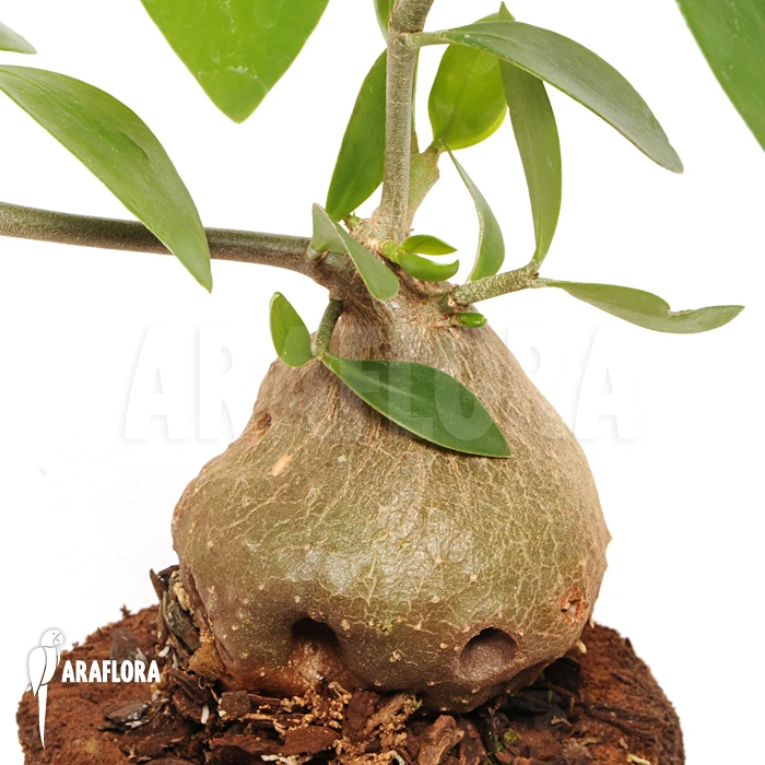 Antplant 'Hydnophytum Formicarum' 'XL' 1 Antplant 'Hydnophytum Formicarum' 'XL'