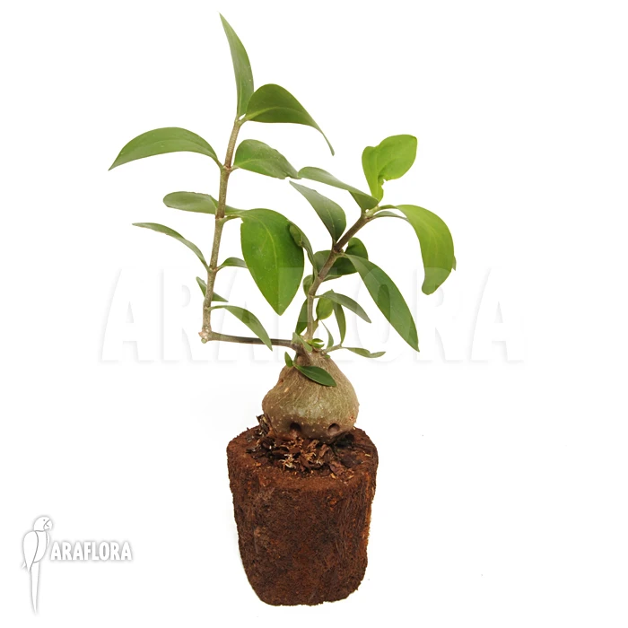 Antplant 'Hydnophytum Formicarum' 'XL' 3 Antplant 'Hydnophytum Formicarum' 'XL' - Image 3